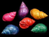 Painted, Dyed, & Hermit Crab Shells